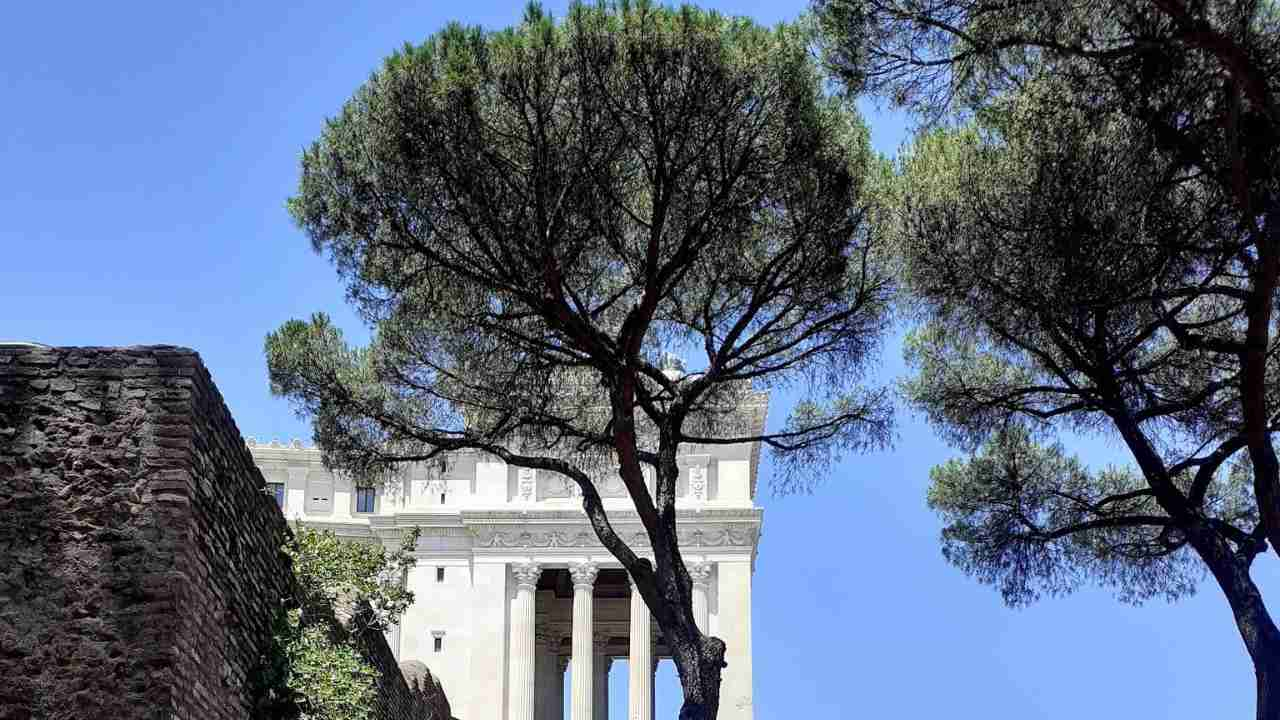 Pini nel Centro Storico di Roma