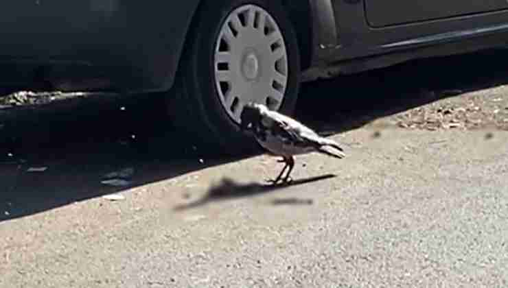 Topo sviscerato davanti la Stazione di Lido Centro