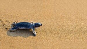 caretta caretta