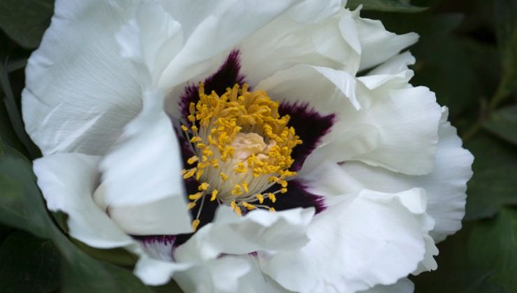 Peonia Rockii