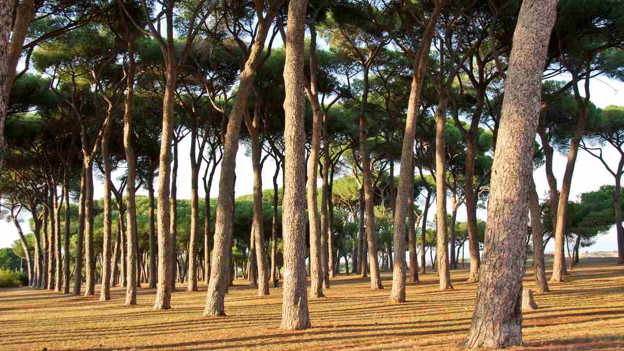 Parco del pineto