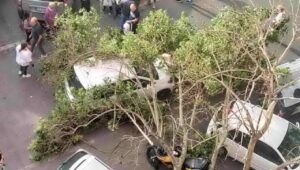 albero cade su auto in transito marconi