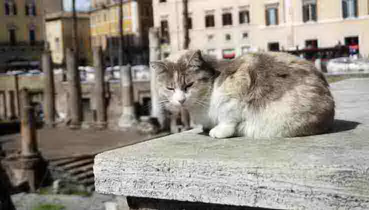 gatti a roma