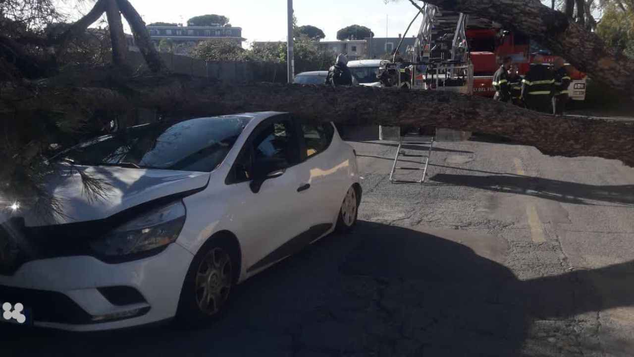 Vigili del Fuoco albero caduto su auto a Ostia