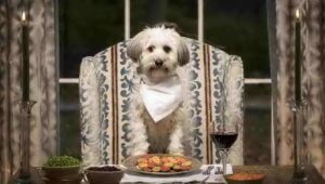 ristorante per cani a roma