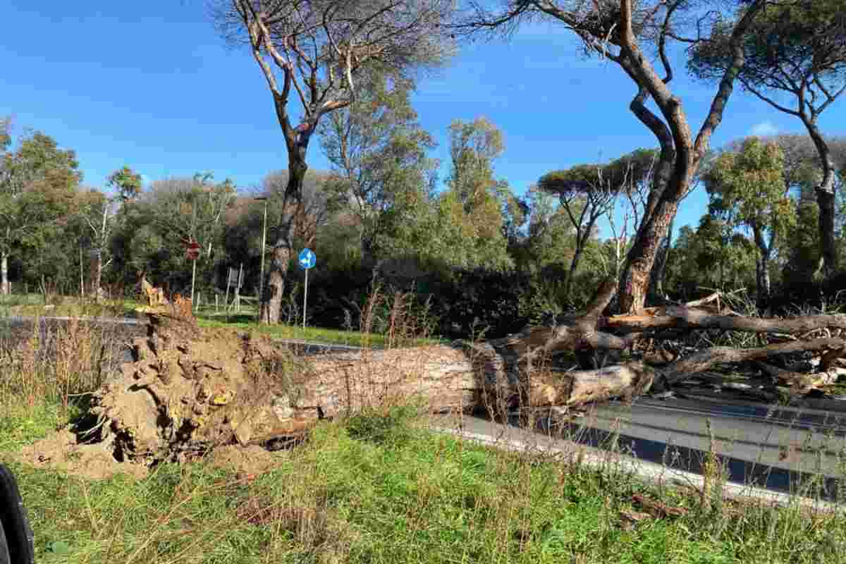 albero caduto a Castel Fusano