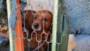 cane segregato costretto a vivere tra le sue deiezioni