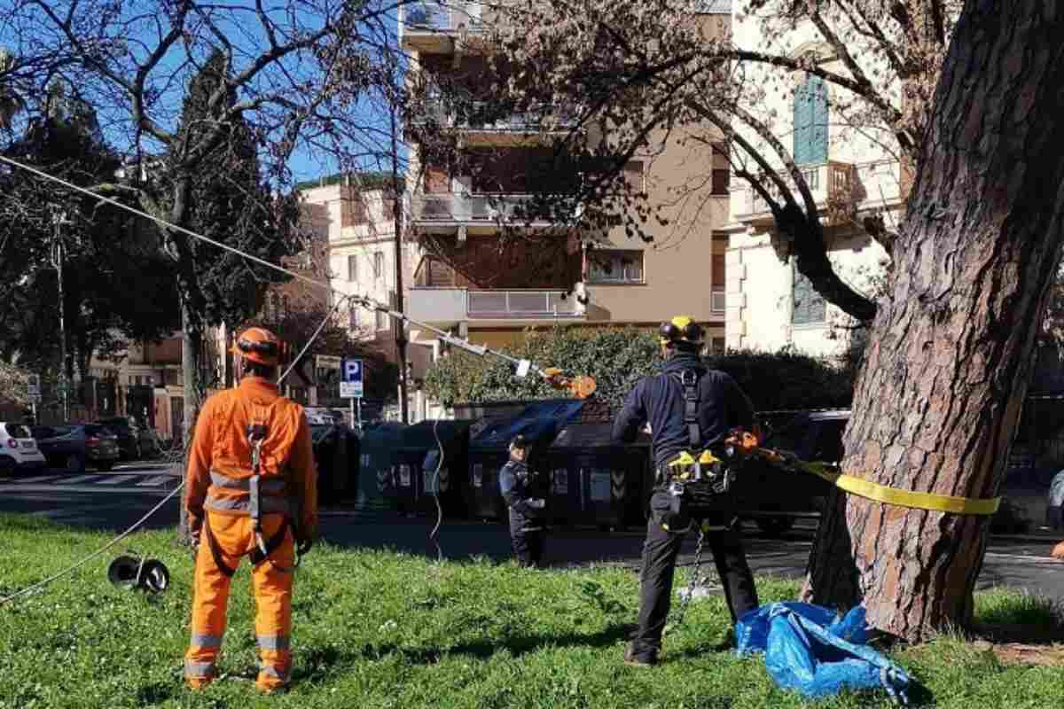 Potature dei pini a Corso Trieste