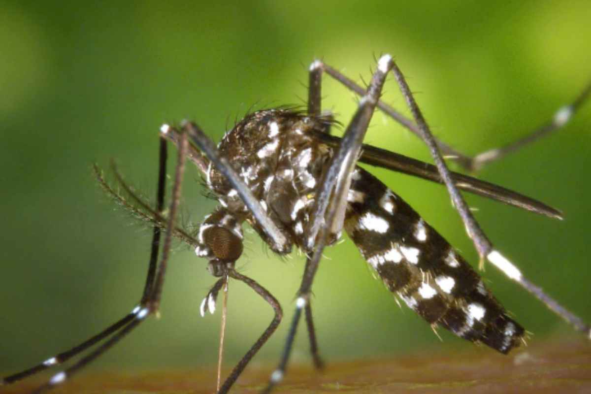 La zanzare del Dengue