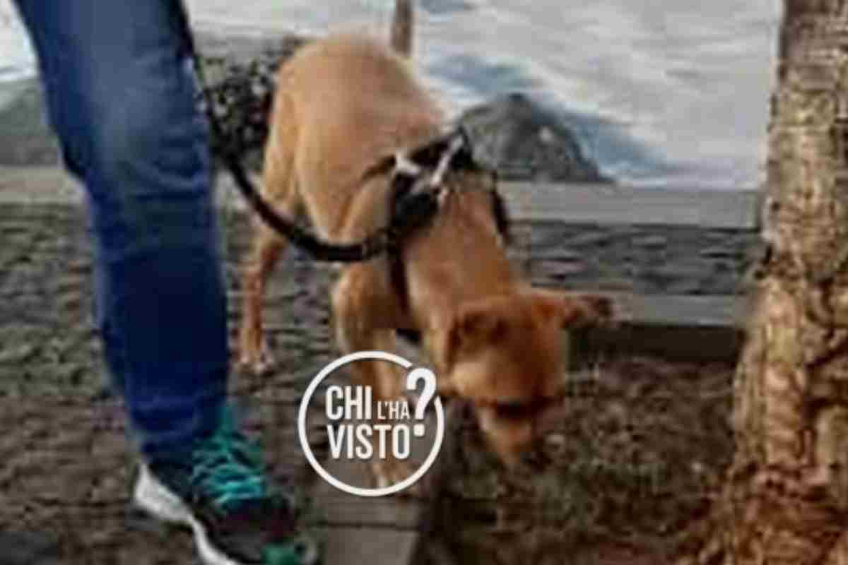 La cagnolina Stella di Vittoria, 51enne scomparsa da Tragliatella 