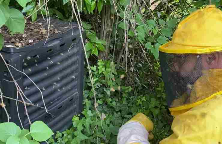 le api avevano nidificato in una compostiera
