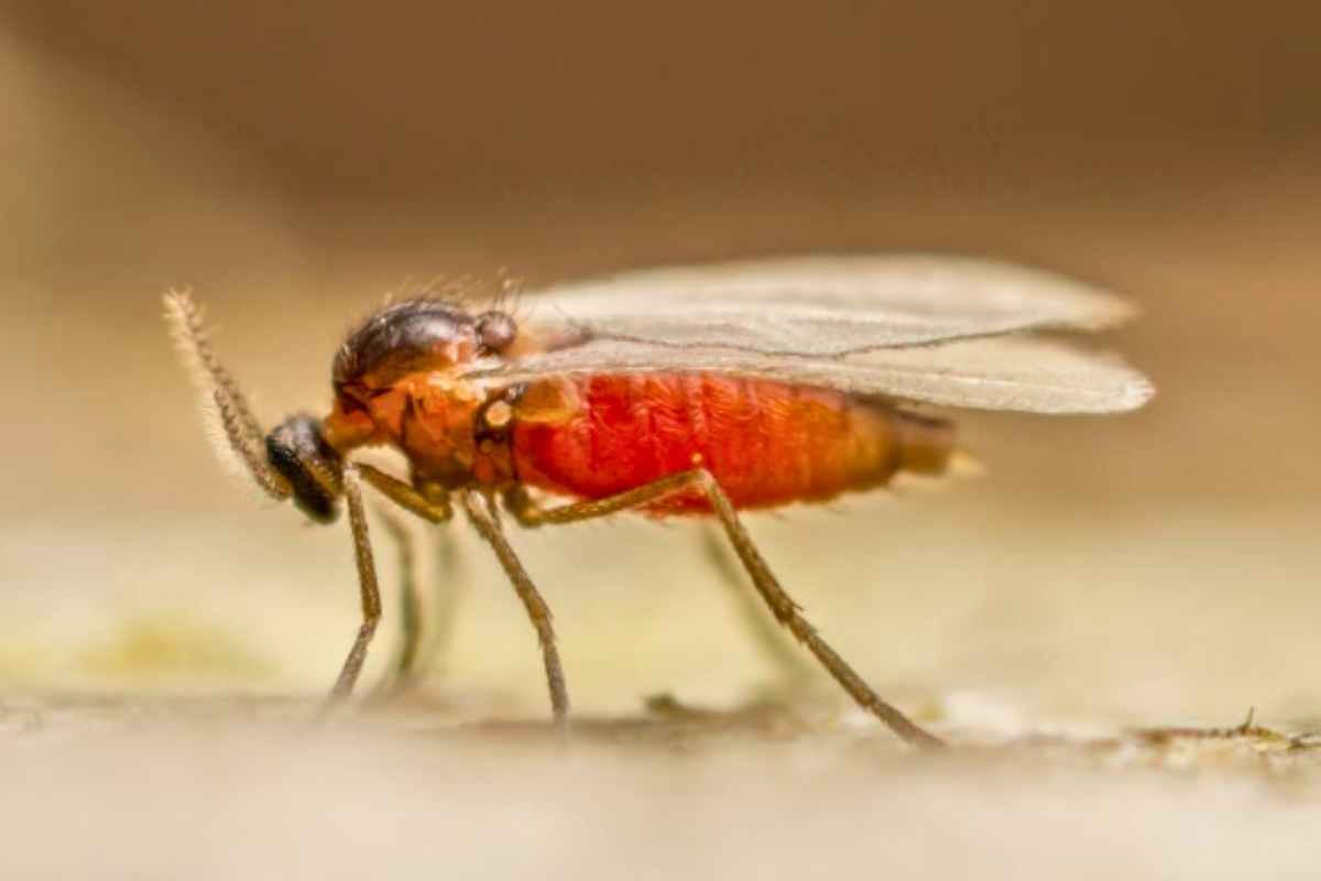 Zanzara della Febbre Oropouche