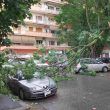 albero crollato roma