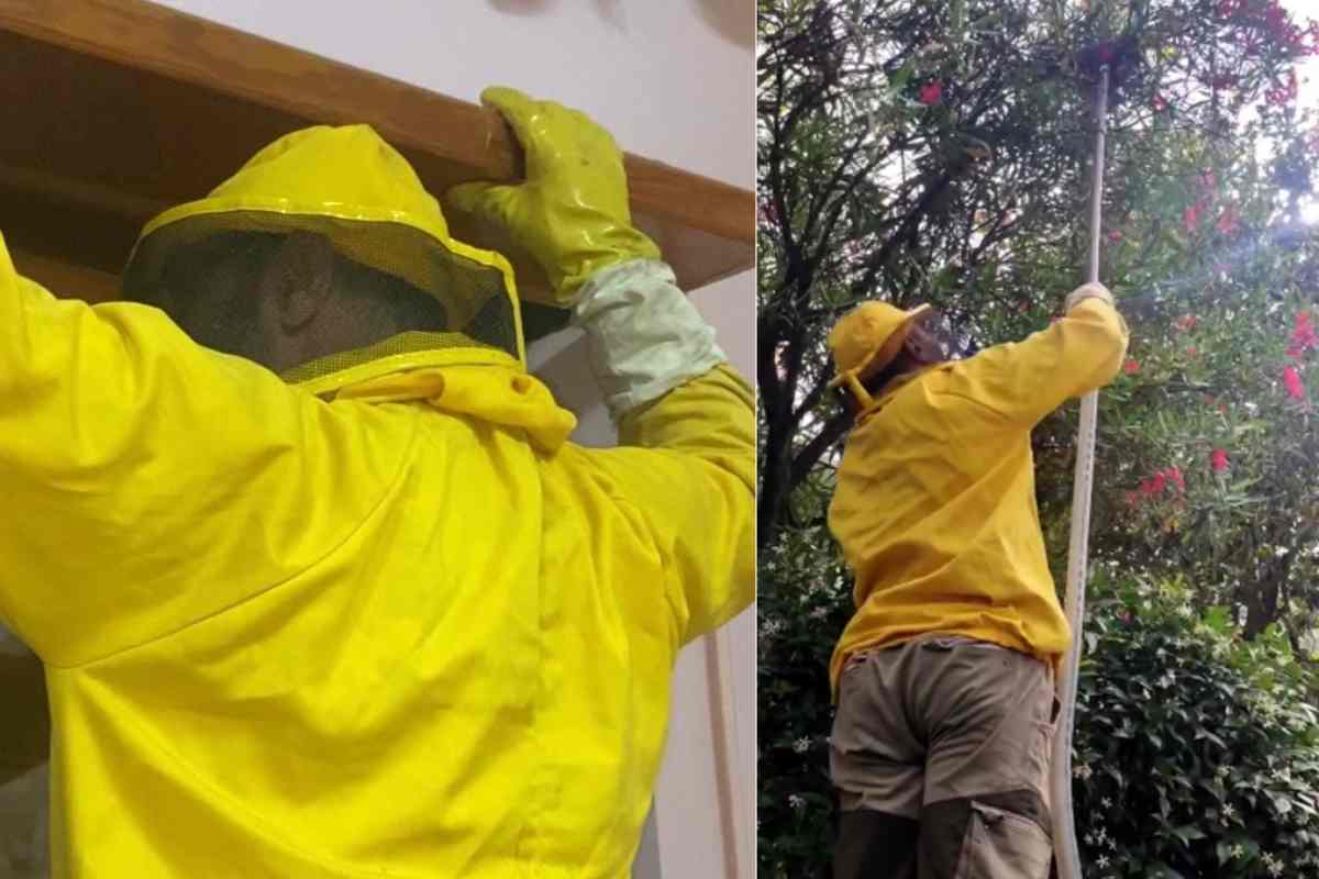 Andrea Lunerti rimozione nido api roma