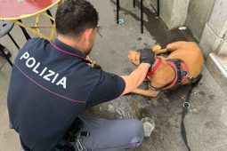 Pitbull incinta malmenata e buttata nel cassonetto