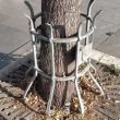 Foto di un albero con griglie metalliche a Roma