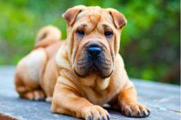 Foto di un cane Shar Pei