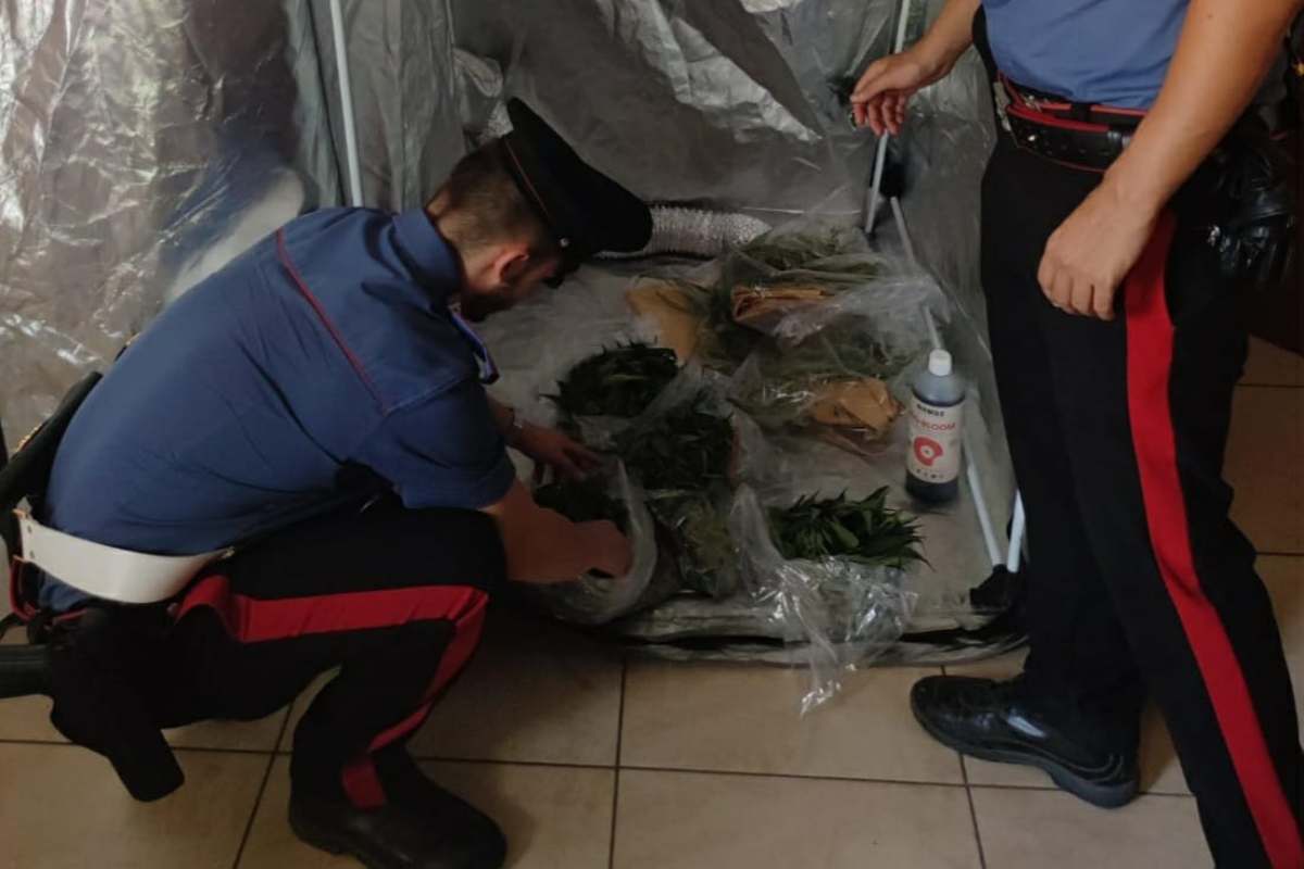 Carabinieri serra marijuana