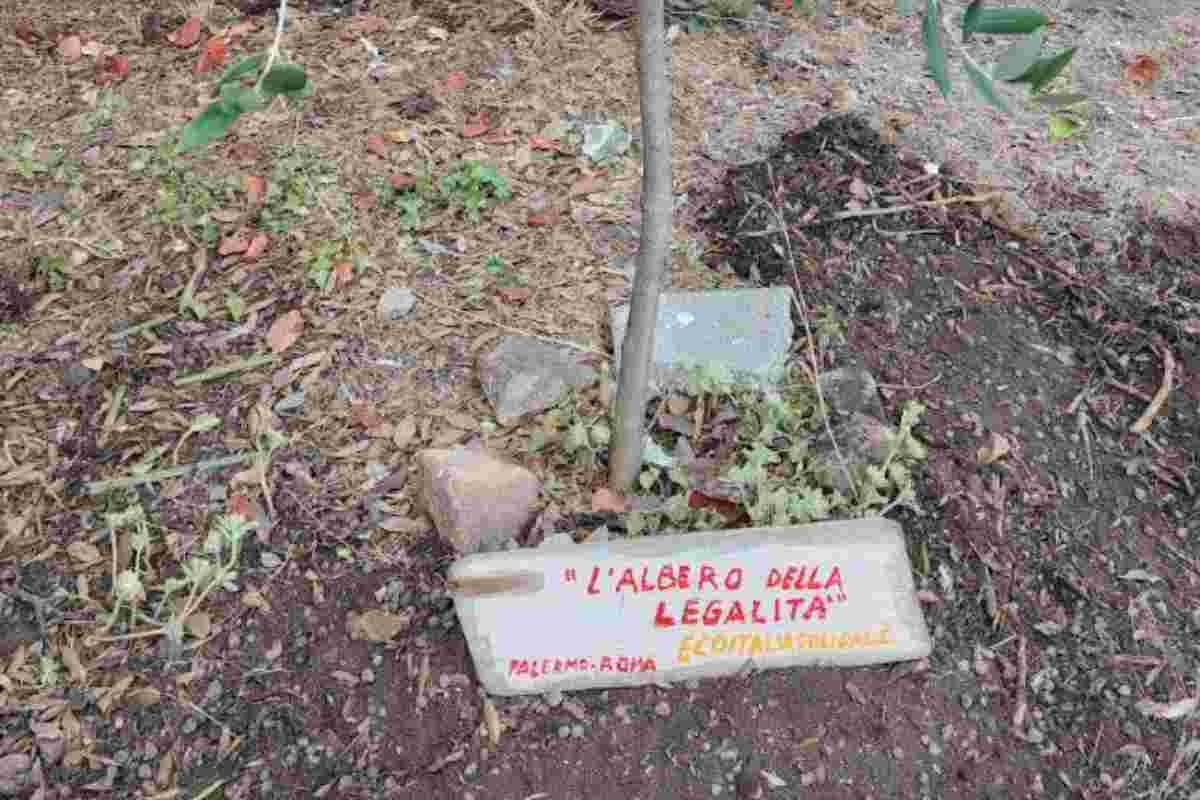 Albero della Legalità piantato a Ostia Antica da Ecoitaliasolidale