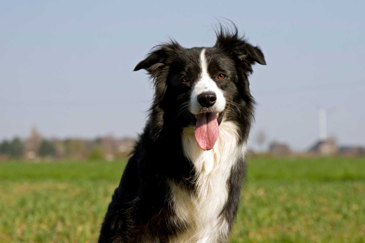 Cane di razza Border Collie