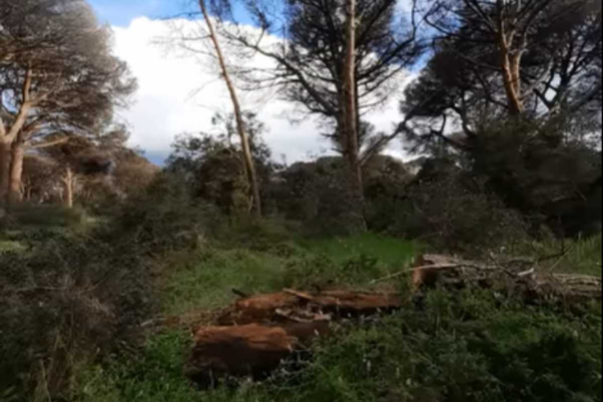 Carcasse di tronchi nella Pineta di Castel Fusano