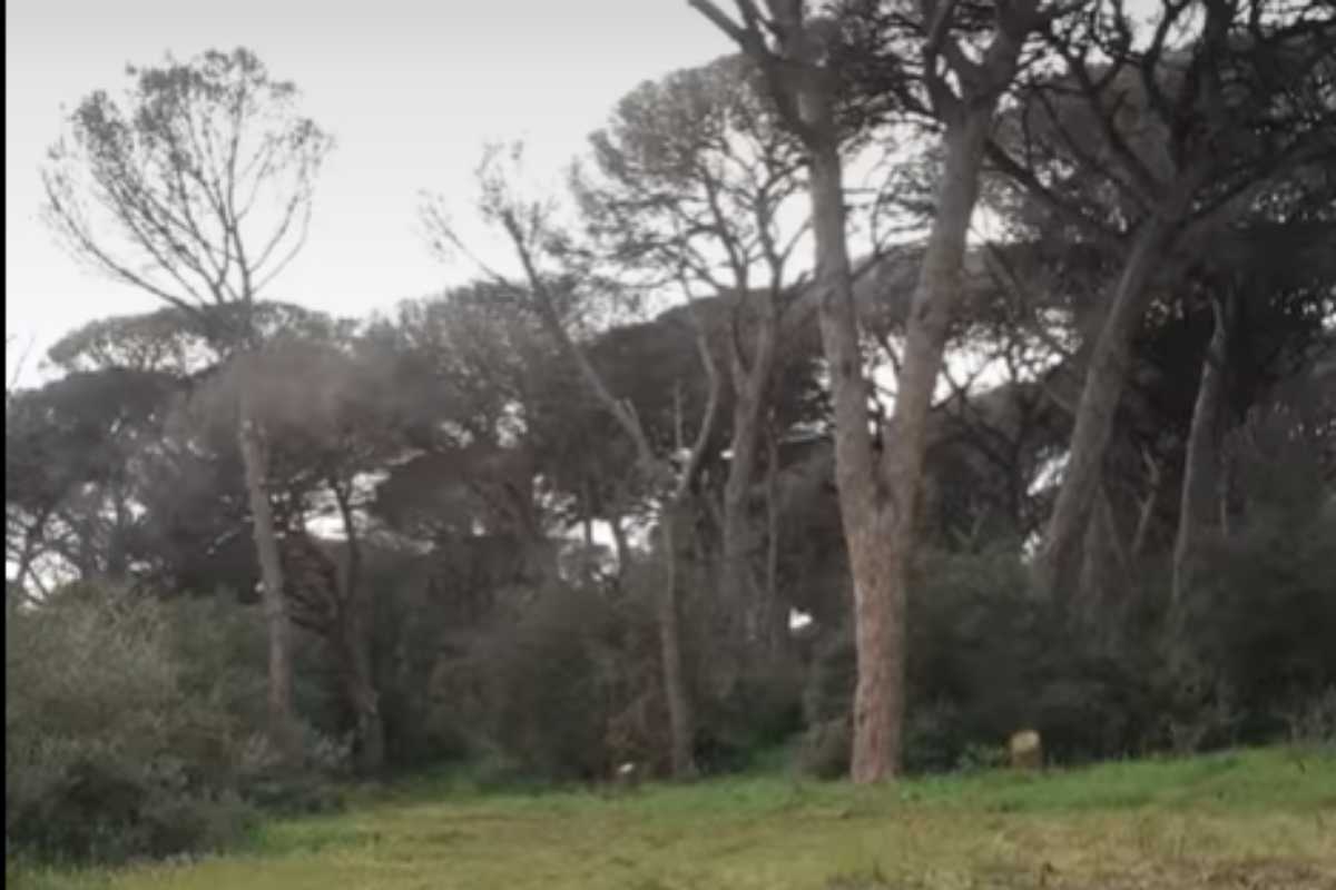 Foto all'interno della Pineta di Castel Fusano