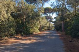 Foto della Pineta di Castel Fusano