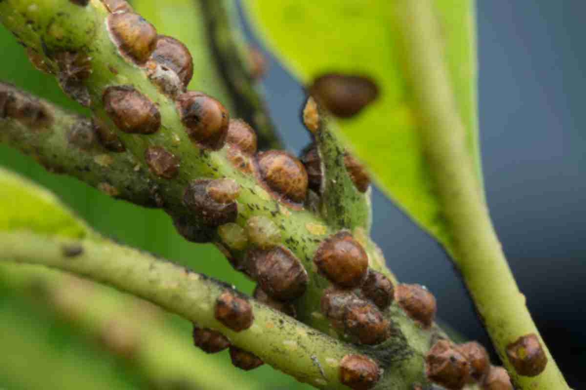 Cocciniglia tartaruga attacca un'alberatura