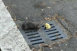 Topi avvistati al quartiere Fleming di Roma