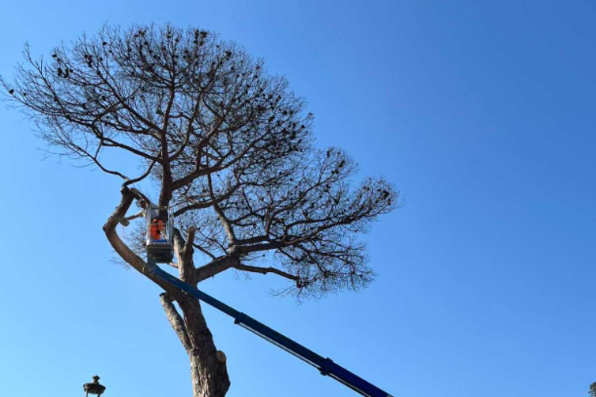 Operai potano i rami di un pino a Ostia Antica