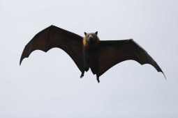 Pipistrello in volo