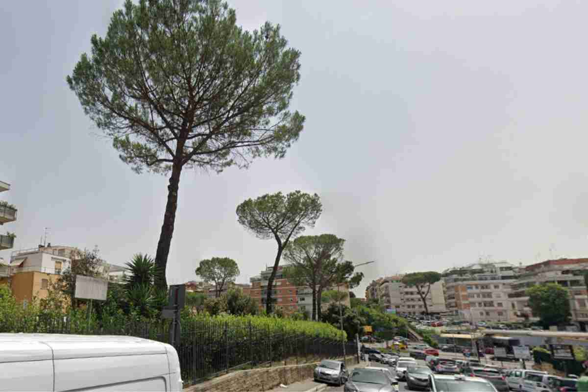 Foto degli alberi a Largo Gerolamo Belloni