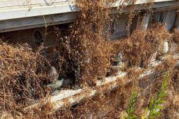 Tombe coperte dalle erbacce al Cimitero del Verano