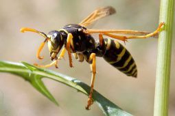 Foto di una vespa orientalis