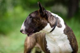 bull terrier