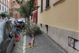 Albero caduto all'Esquilino