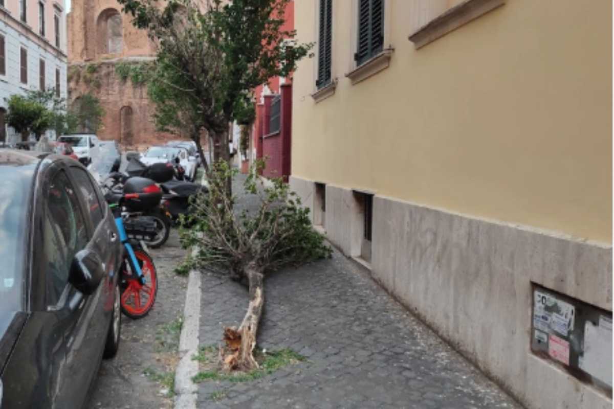 Albero caduto all'Esquilino