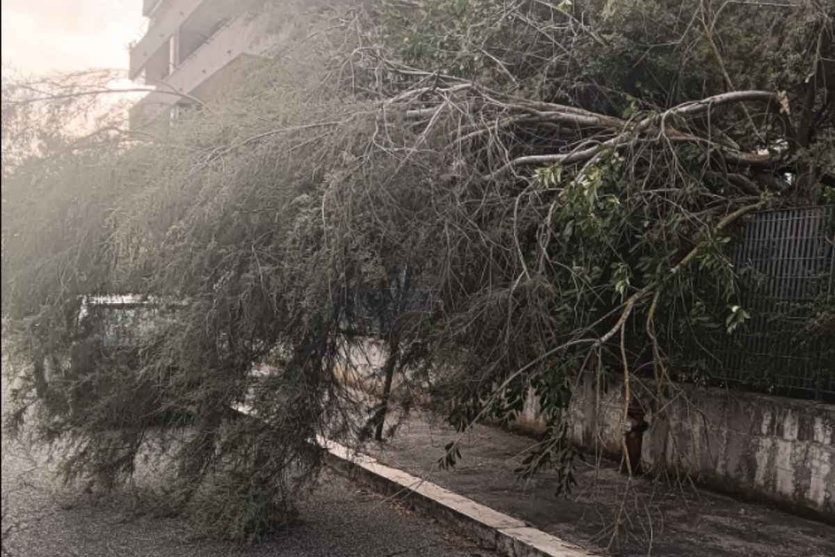 Emergenza alberi Giardino di Roma, collassa alberatura vicino alla scuola materna