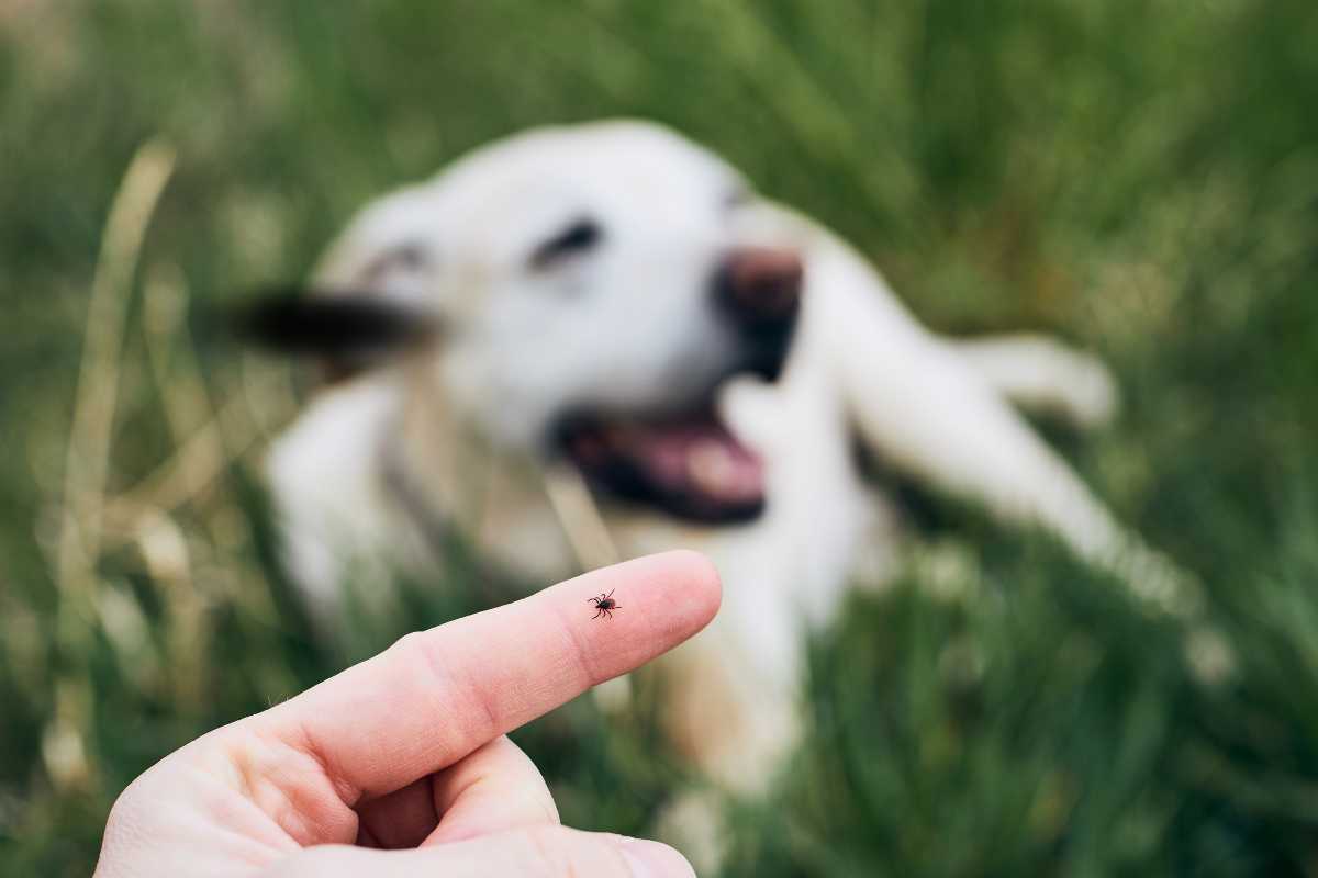 Ostia versa nel degrado, pericolo zecche per i cani: residenti scrivono al Comune di Roma