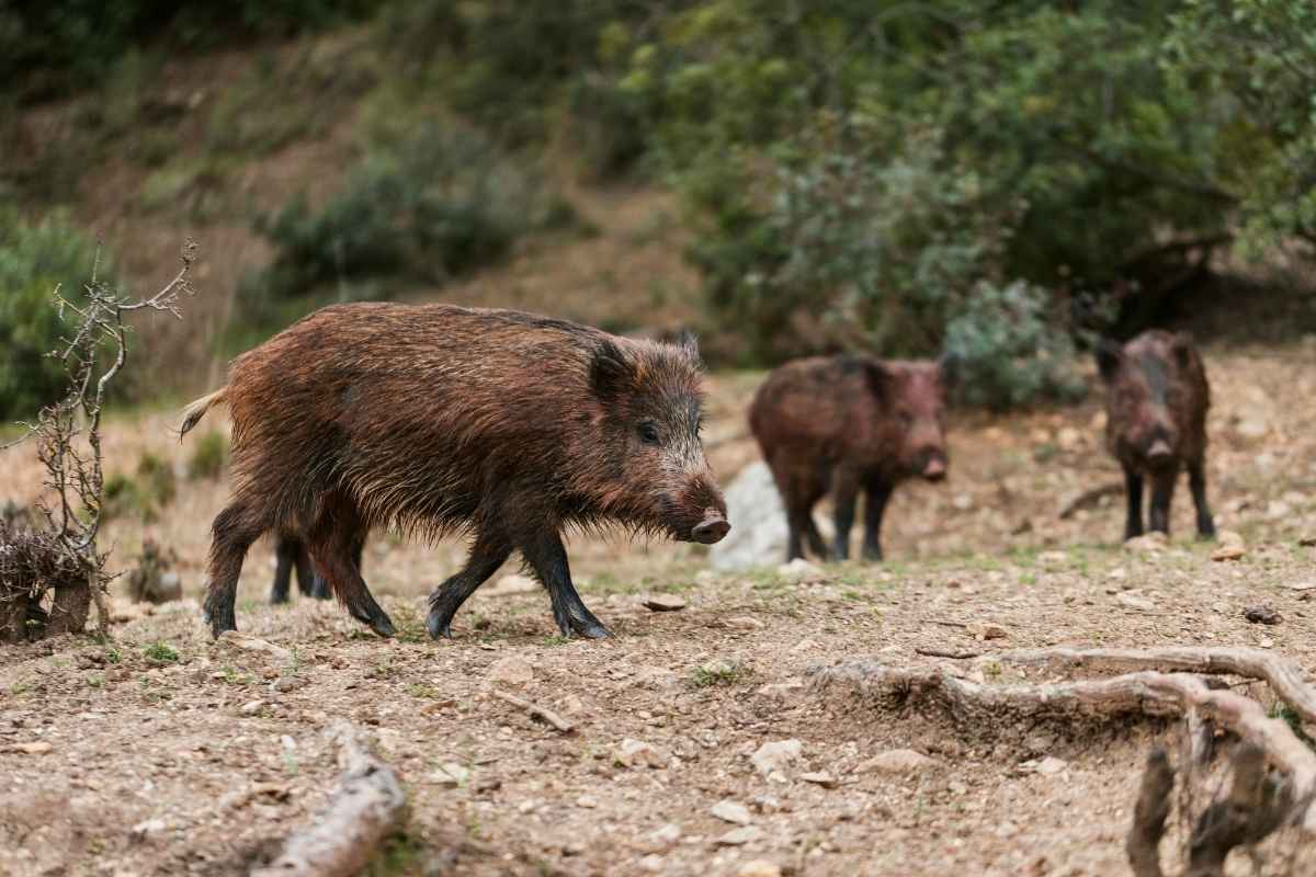 Foto di cinghiali